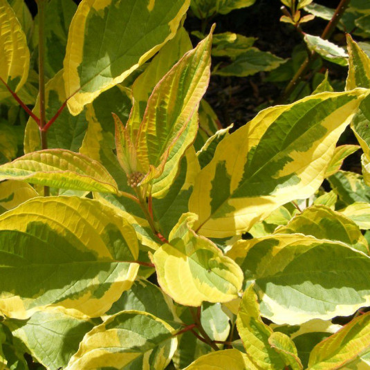 CORNUS ALBA GOUCHAULTII CLT 10 100/125