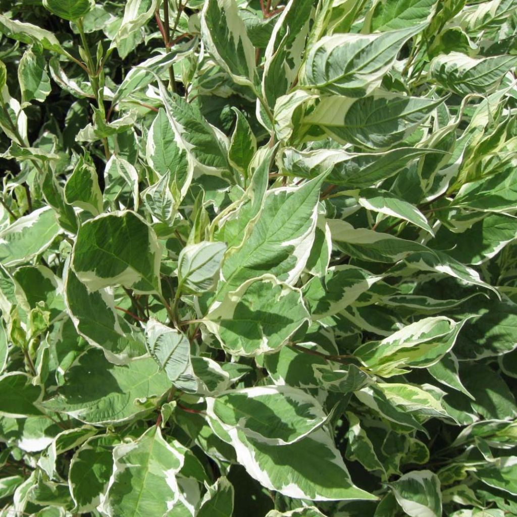 CORNUS ALBA IVORY HALO CLT 10 40/60