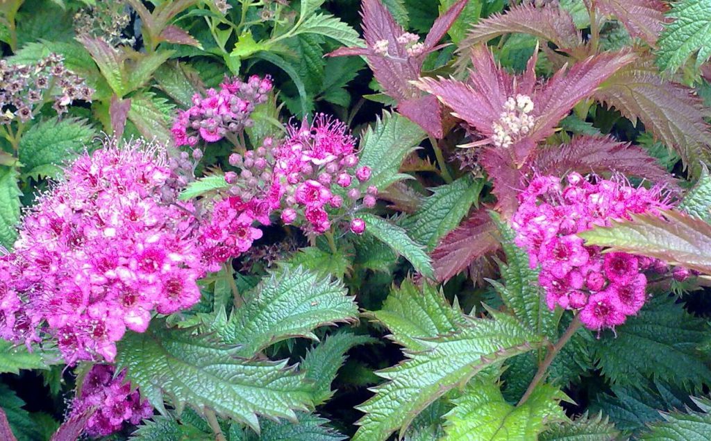 SPIRAEA BUMALDA CRISPA CLT 3 20/30