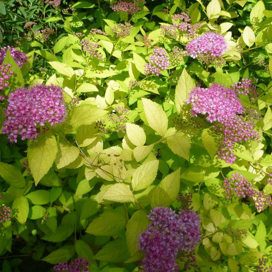 SPIRAEA BUMALDA GOLDFLAME CLT 10 40/60