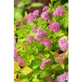 [11419] SPIRAEA JAPONICA GOLDEN PRINCESS CLT 3 20/30