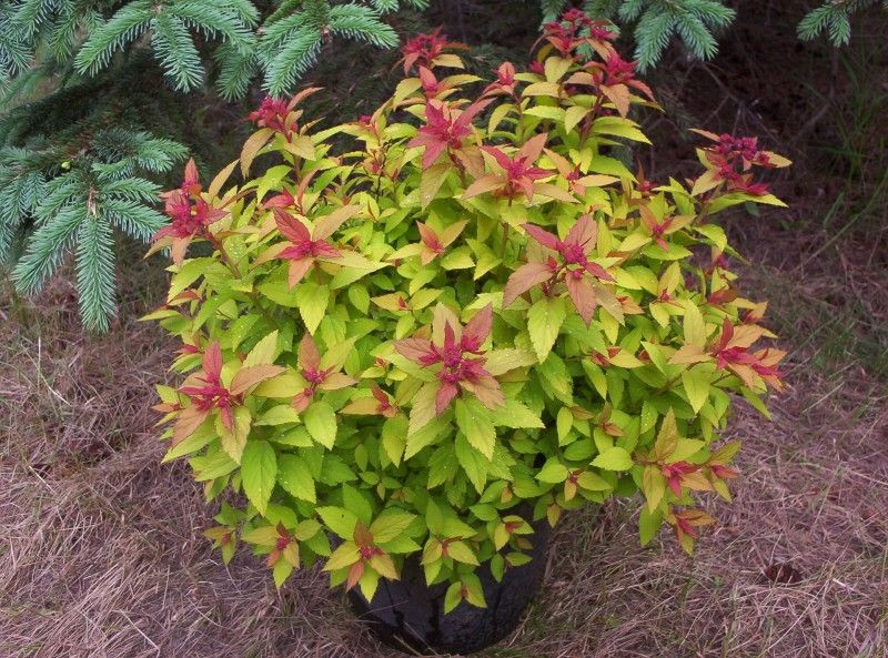 SPIRAEA JAPONICA MAGIC CARPET CLT 3 20/30