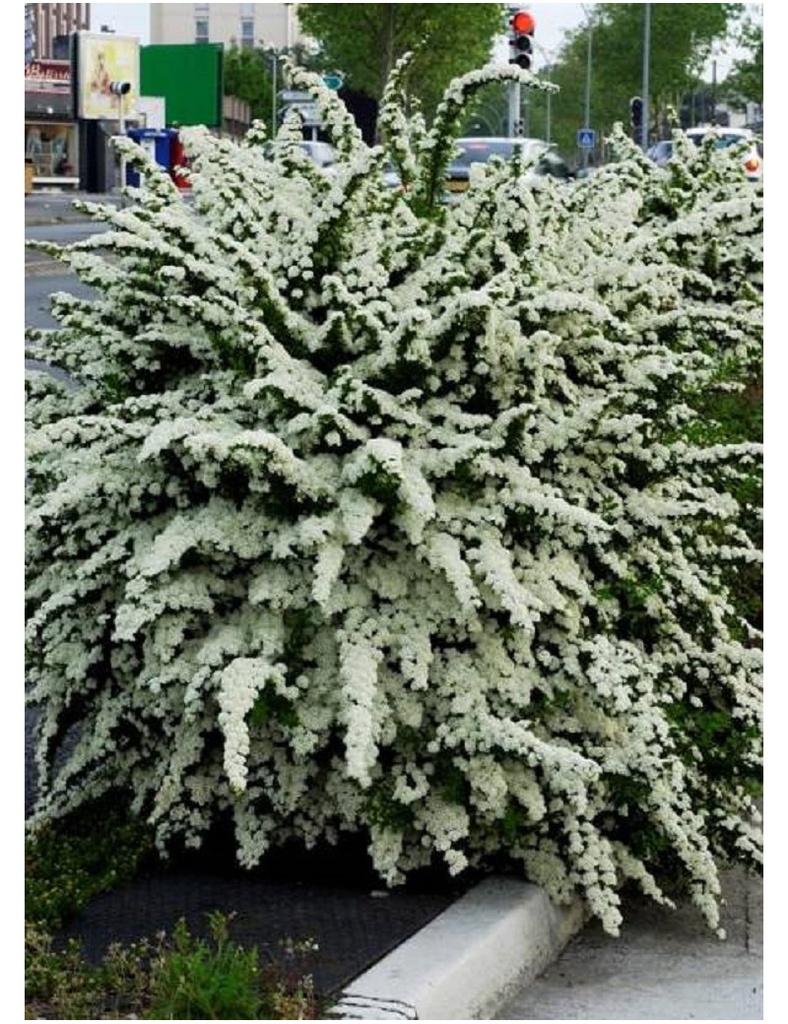 SPIRAEA NIPPONICA SNOWMOUND CLT 3 30/40