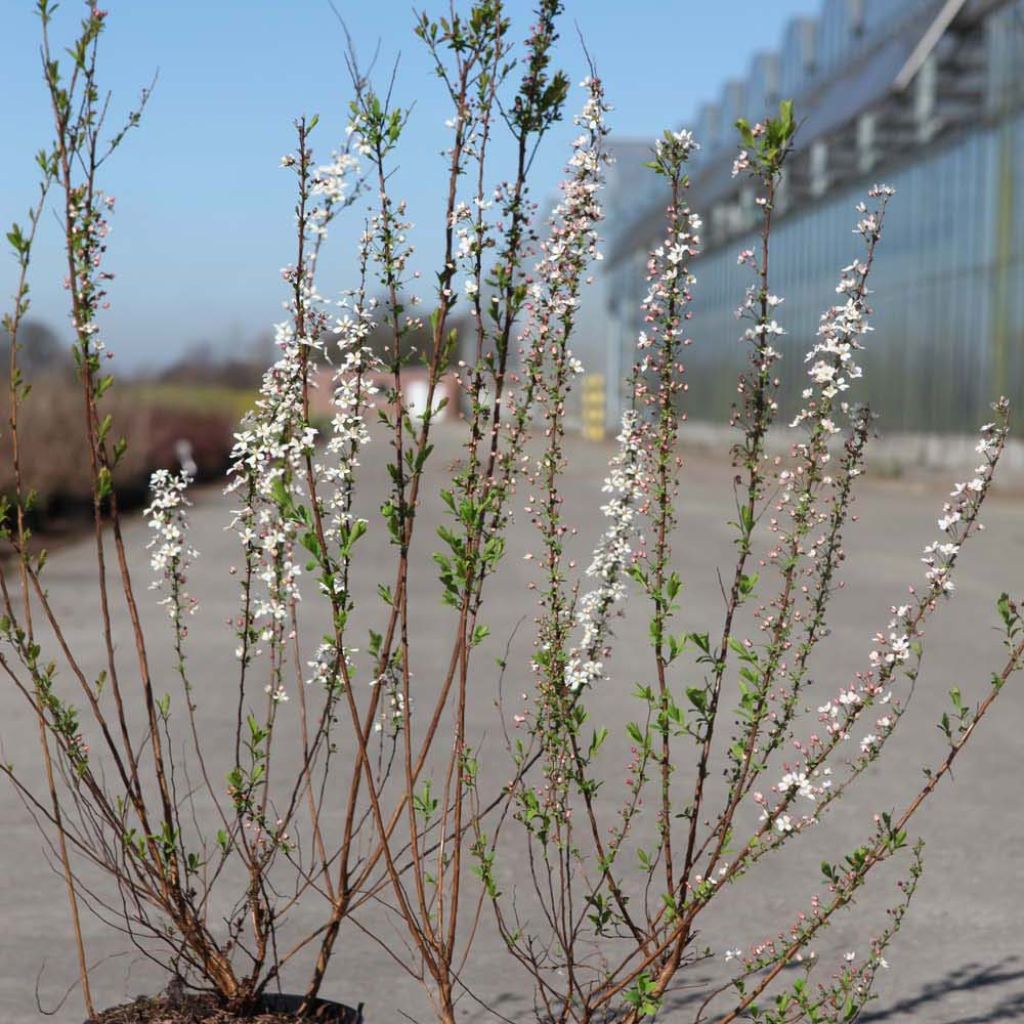 [11439] SPIRAEA THUNBERGII CLT 3 40/60