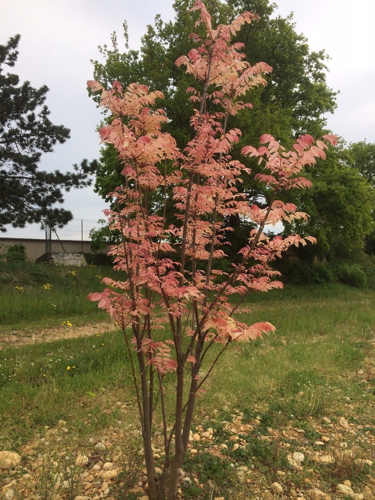 TOONA CHINENSIS CLT 60 CEPEE 300/350