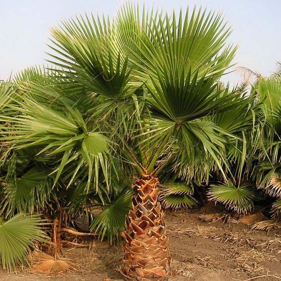 WASHINGTONIA ROBUSTA COUPE 90 CEPEE