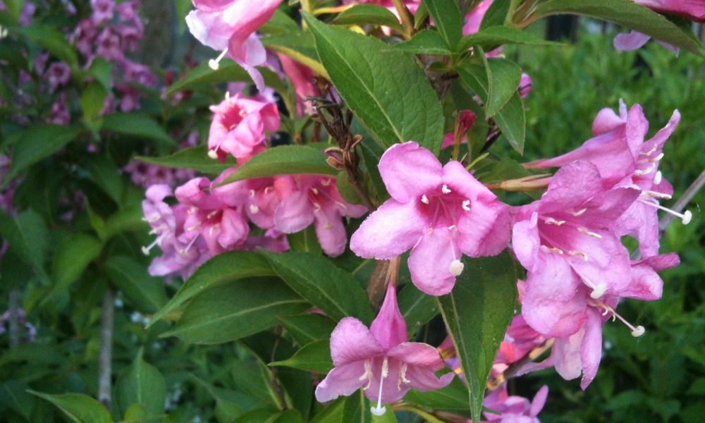 [12542] WEIGELIA HYBRIDE PINK PRINCESS CLT 10 80/100