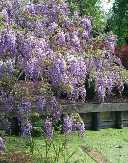 WISTERIA SINENSIS CLT 12 175/200