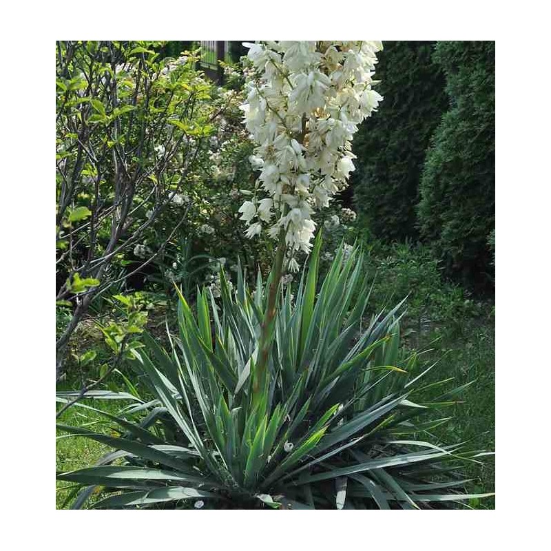 [12601] YUCCA FILAMENTOSA CLT 10 40/60