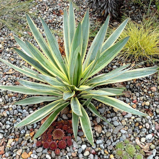 [12624] YUCCA GLORIOSA VARIEGATA CLT 5 40/60