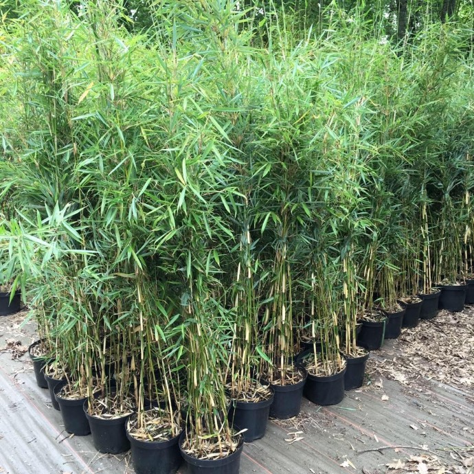 [5086] FARGESIA ROBUSTA CLT 18 175/200