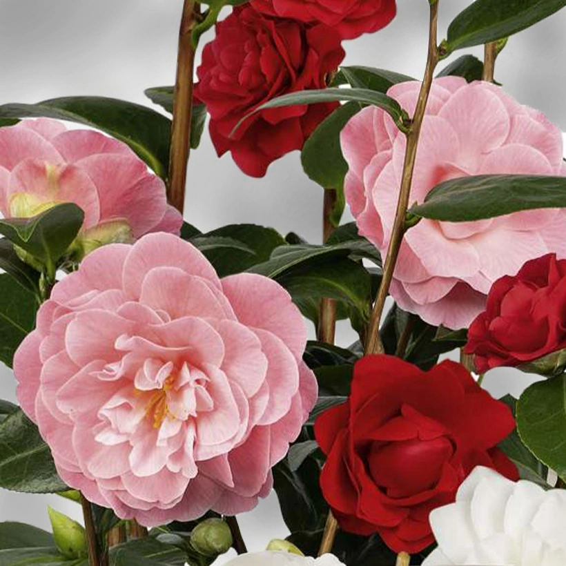[2292] CAMELLIA JAPONICA THREE SISTERS (TRICOLOR) CLT 6 60/80