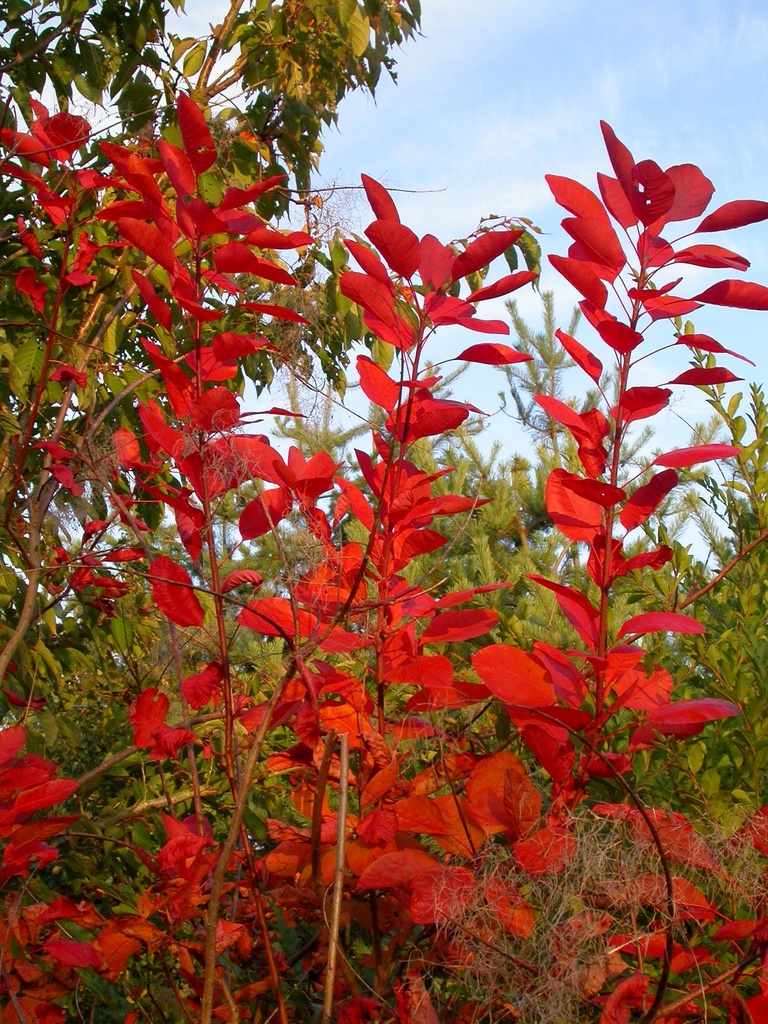COTINUS DUMMERI GRACE CLT 10 80/100