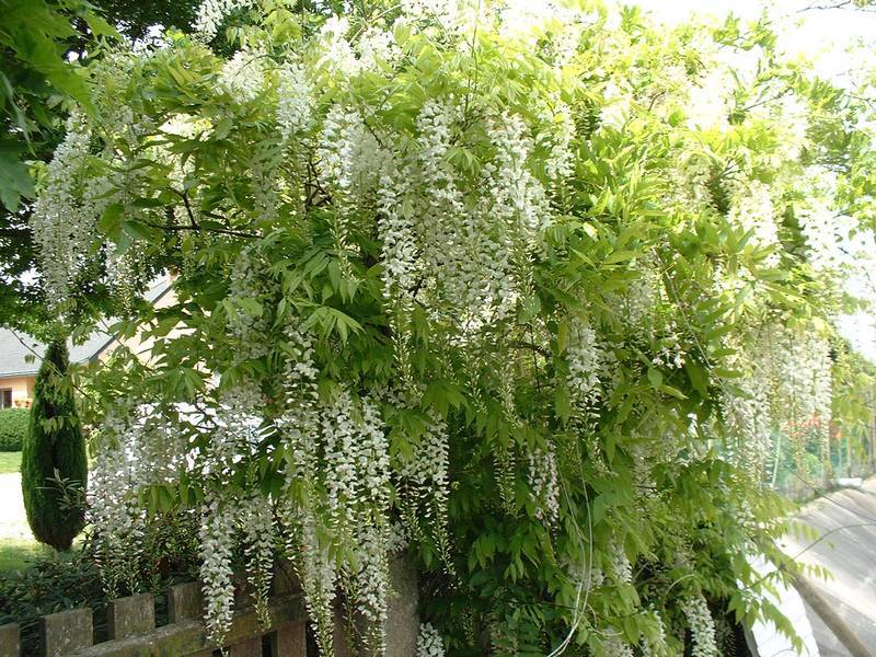 WISTERIA SINENSIS ALBA CLT 3 100/125