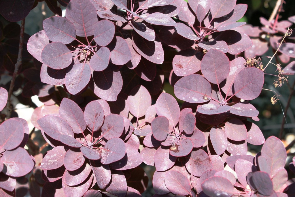 COTINUS COGGYGRIA ROYAL PURPLE CLT 3 40/60
