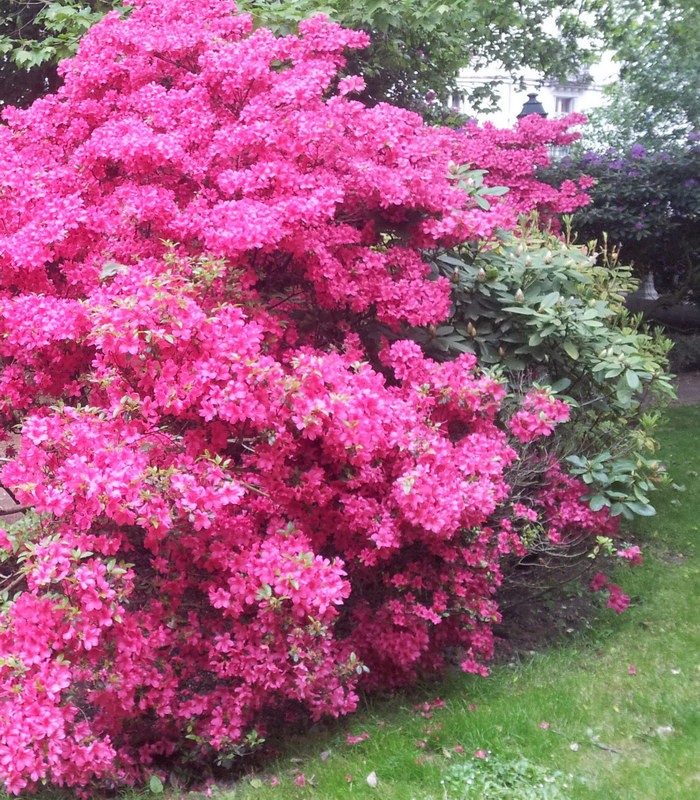 [1574] AZALEA JAPONICA CLT 10 40/50