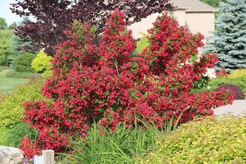 WEIGELIA RED PRINCE CLT 3 40/60