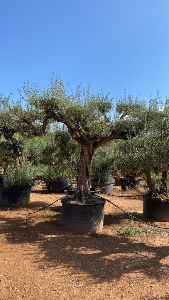 OLEA EUROPAEA (OLIVIER) CLT 500 PLATEAUX