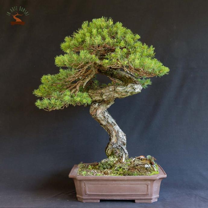 PINUS SYLVESTRIS CLT 45 BONSAI 125/150