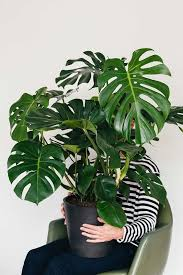 MONSTERA DELICIOSA CDM 27